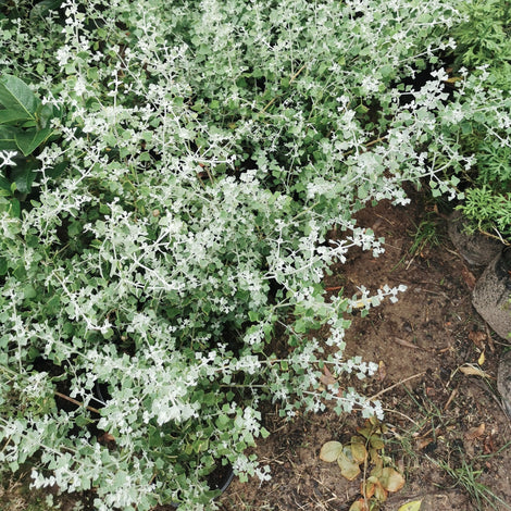 Shrubs &amp; Perrenials