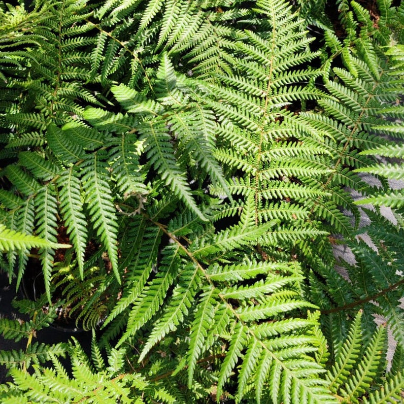 Ferns