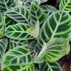 Indoor & Shade Plants and Trees