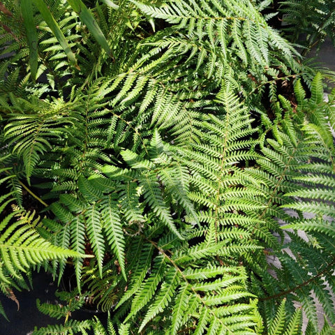 Asplenium Nidis | Birds Nest Fern