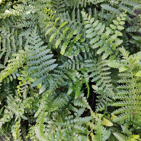 Rumohra Adiantiformis | Seven Weeks Fern