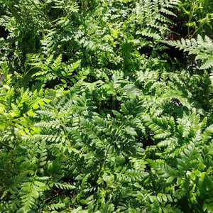 Dicksonia Antarctica | Tasmanian Tree Fern