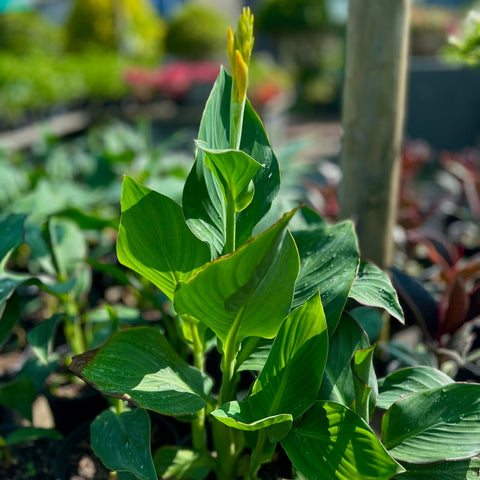 Canna Cannova Yellow | Canna Lily