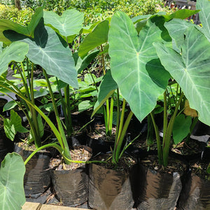 Colocasia Plant | Elephant ear