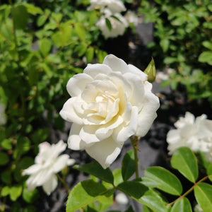 Rosa Iceberg | Rose`