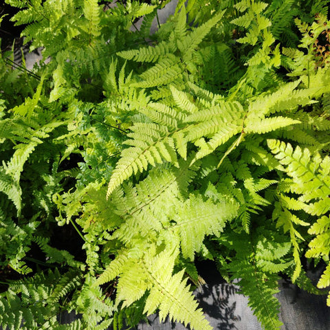 Microlepia Speluncea | Cave Fern