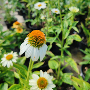 Echinaucea Cayenne | Cone Flower