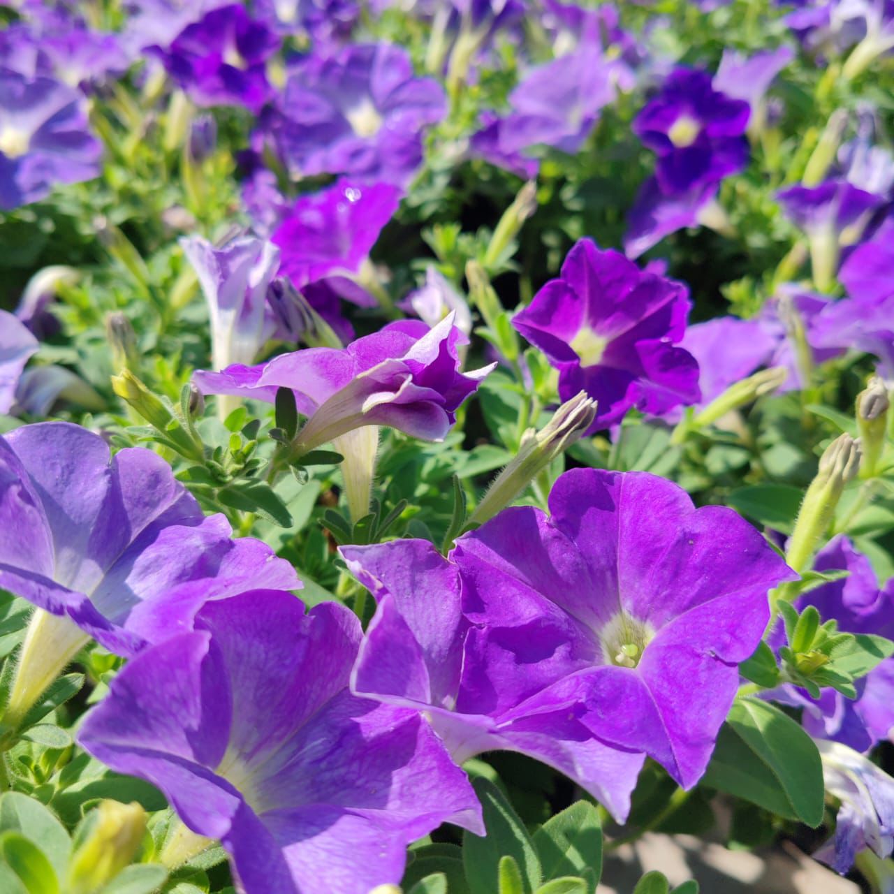 Petunia’s | Blue Sky