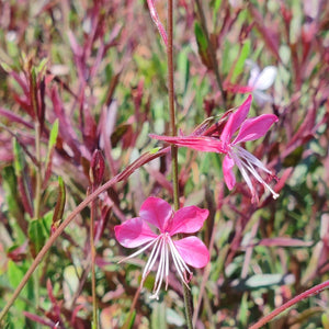 Gauta Dark Pink