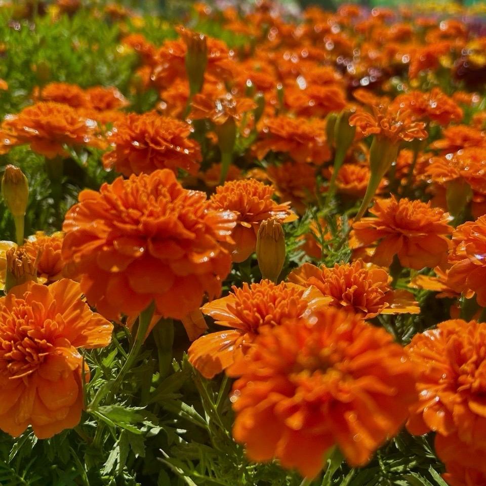 Tagetes patula | Dwarf Crested French Marigold - Orange & Yellow