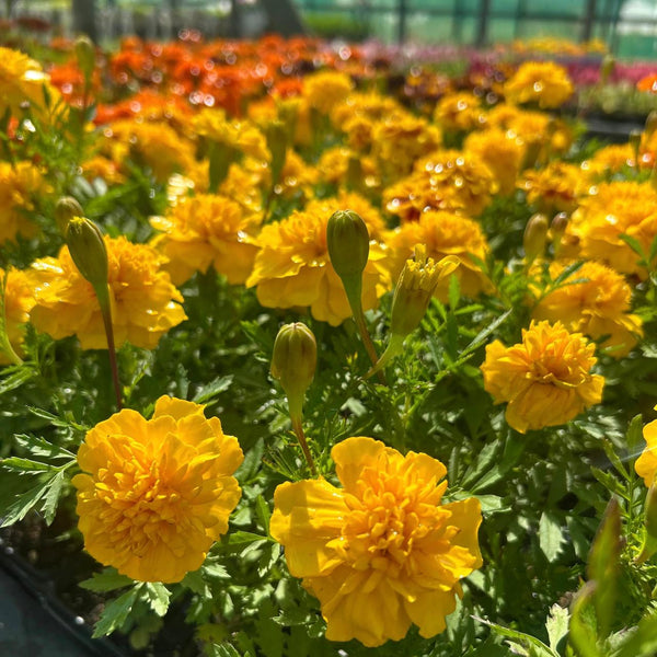 Tagetes patula | Dwarf Crested French Marigold - Orange & Yellow