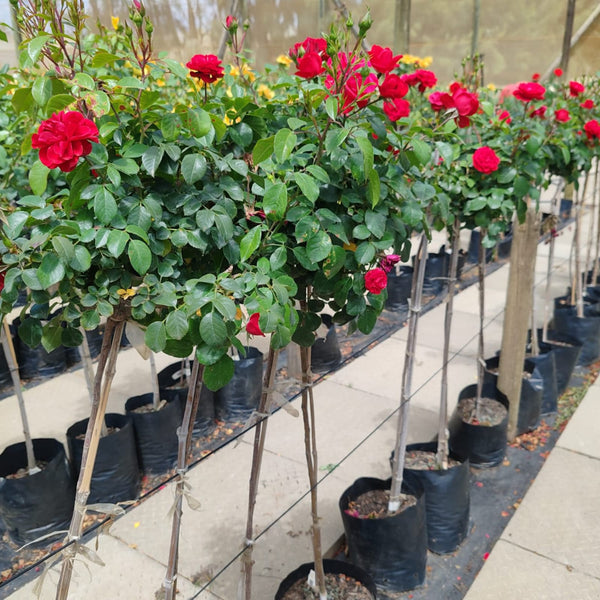 Floribunda Roses | Various Colors | Standard Roses |  Lollipop roses