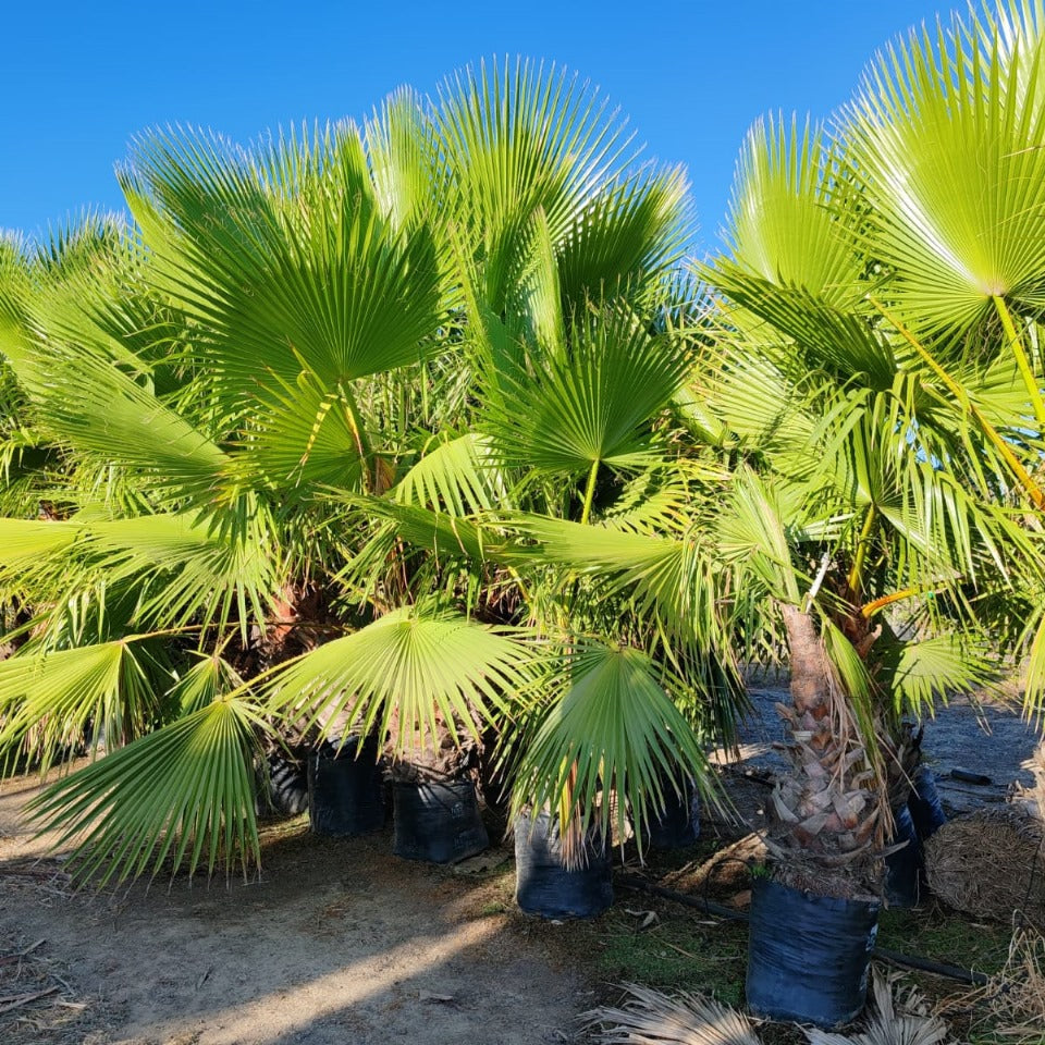 Washington Robusta | Fan Palm | Waaierpalm