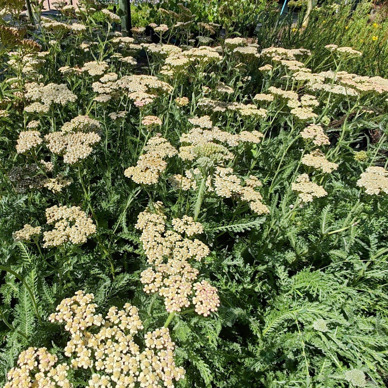 Achillea White