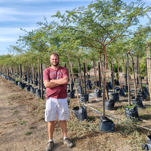 Acacia Galpinii | Monkey Thorn Trees