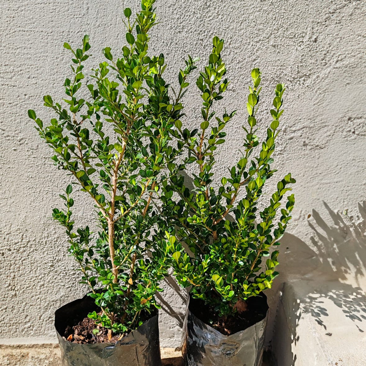 Buxus Faulkner