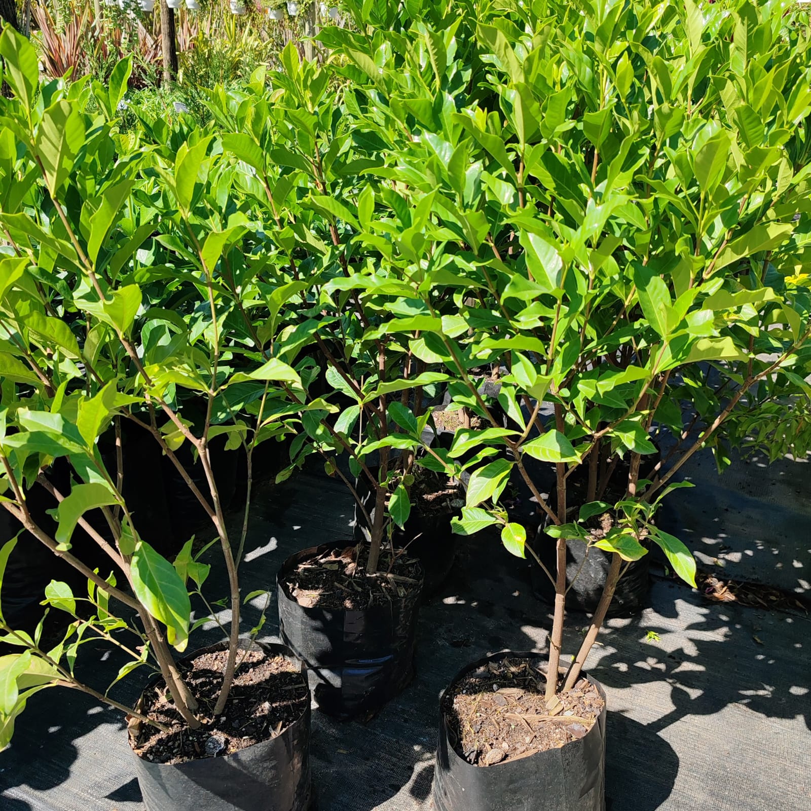 Katjiepiering | Cape jasmine | Gardenia Jasminoides – Life Tree Nursery