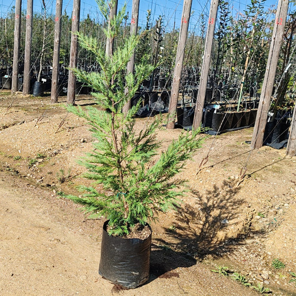 Leyland Cypress | Cupressus Leylandii