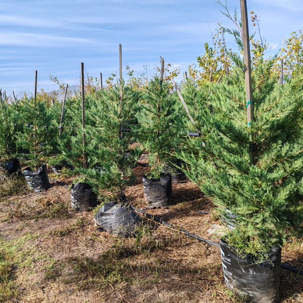 Leylandii | Leyland Cypress | Cupressocyparis Leylandii