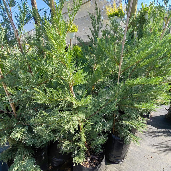 Leyland Cypress | Cupressus Leylandii