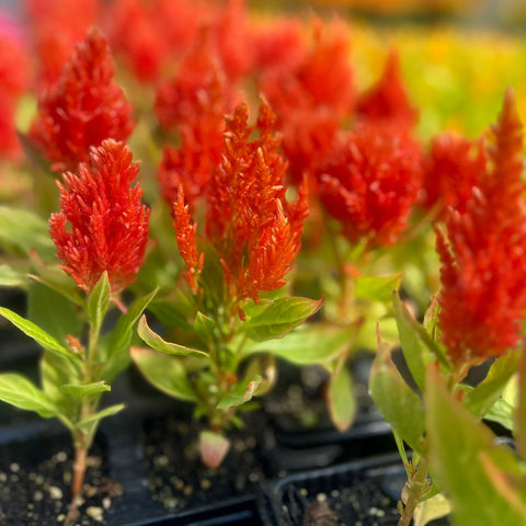 Feather Celosia - Salmon