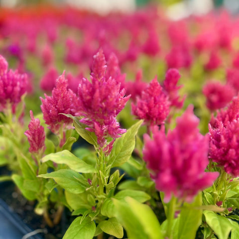 Feather Celosia - Pink