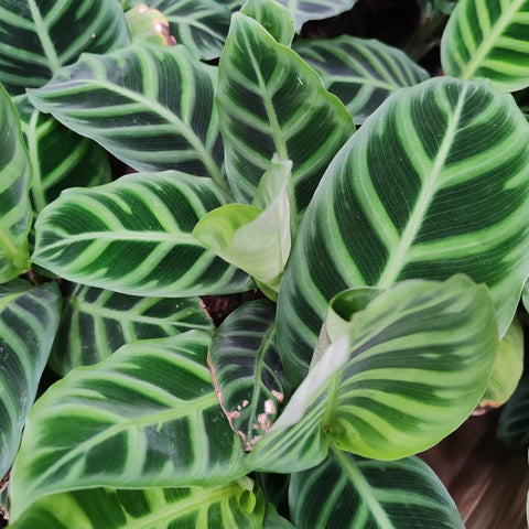 Calathea Zebrina | Zebra Plant