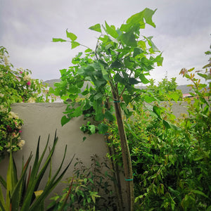 Coastal Coral Tree | Erythrina Caffra